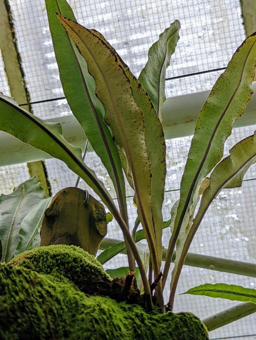 Elaphoglossum 3