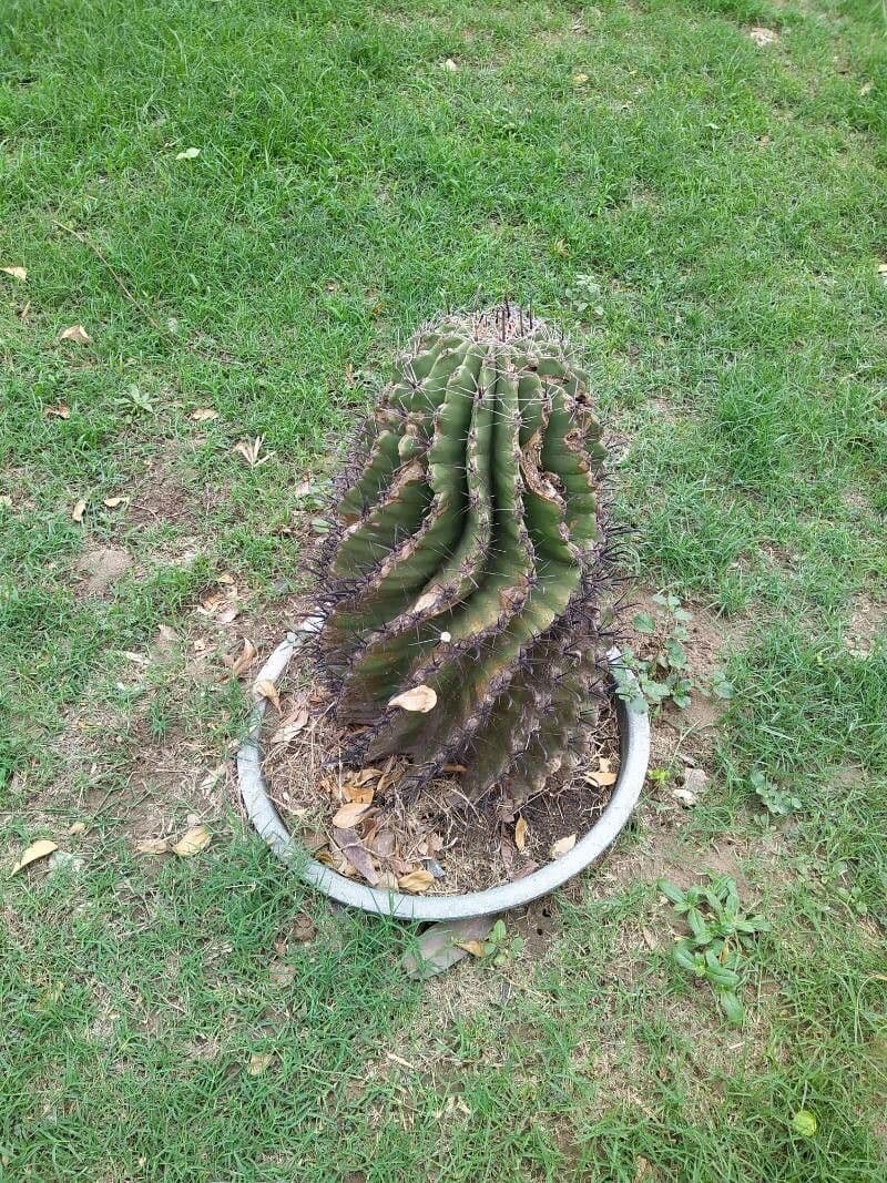 Cactus a botte uncino 22
