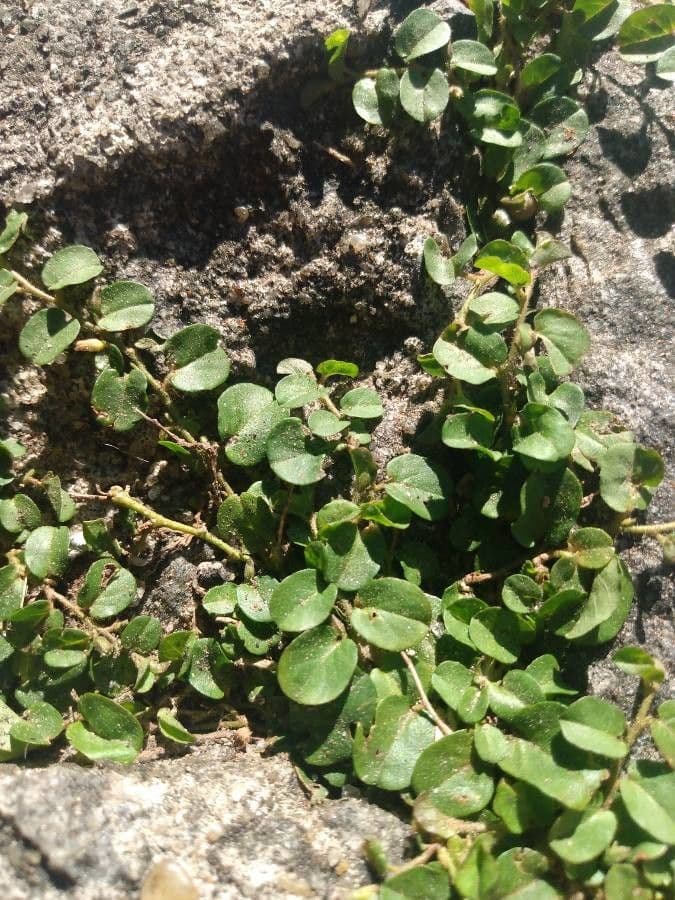 Trianthema portulacastrum 15