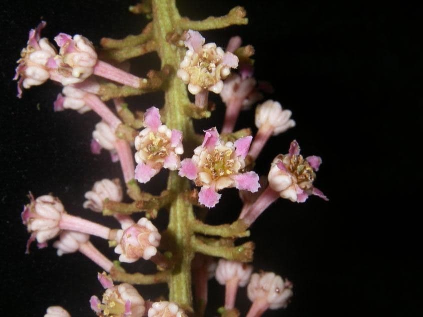 Spachea 24
