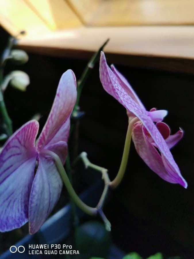 Orchidea antilope verde 4