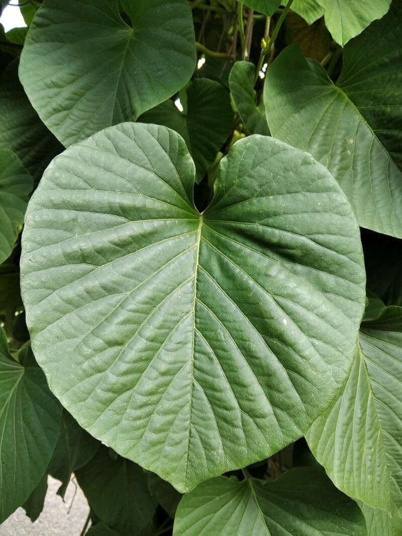 Stictocardia 10