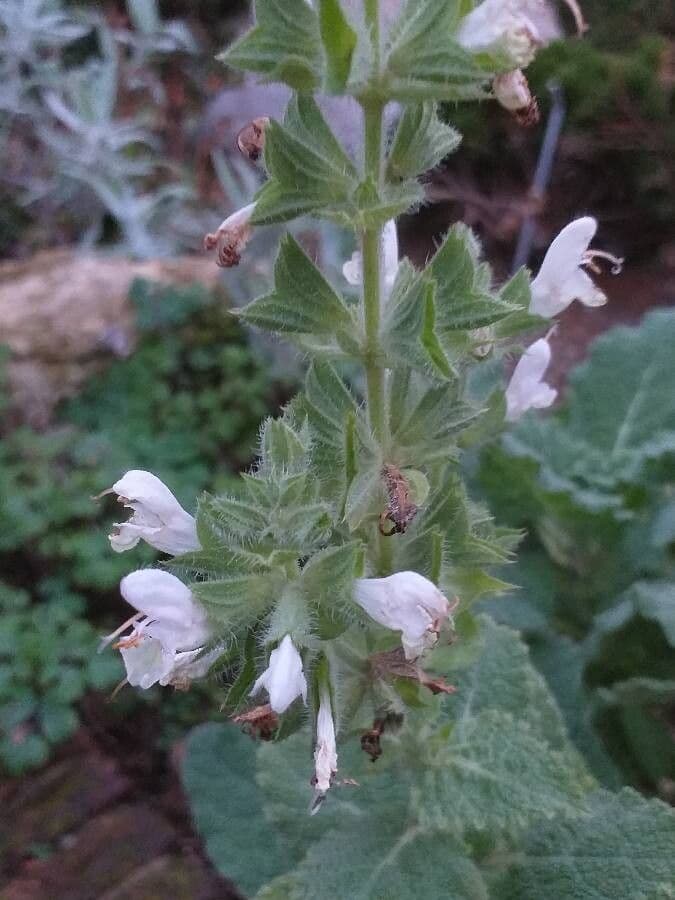 Salvia