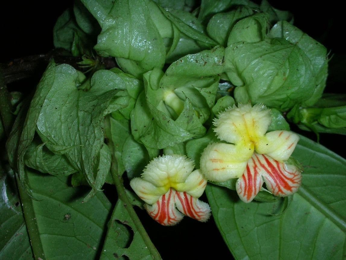 Drymonia 7