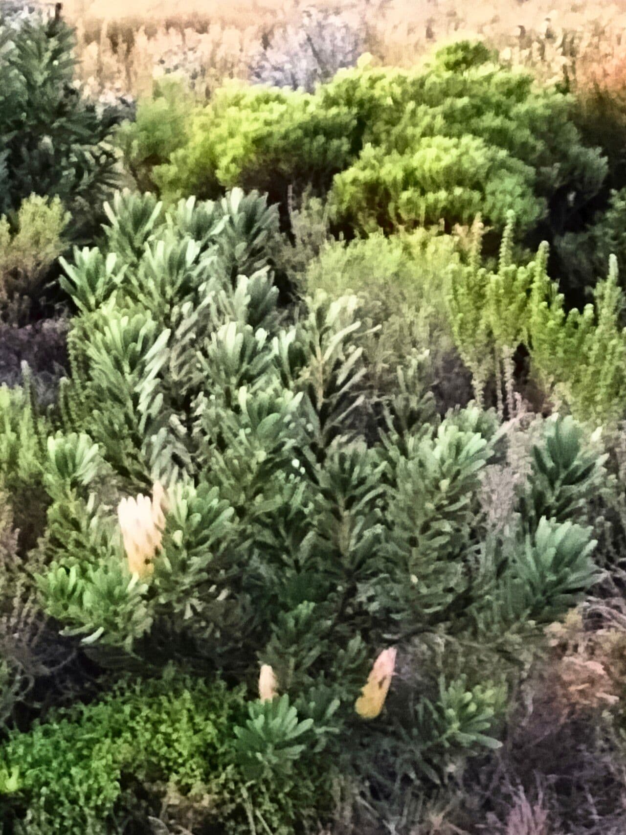 Protea 8