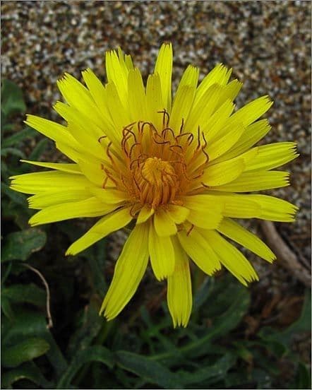 Agoseris apargioides 5