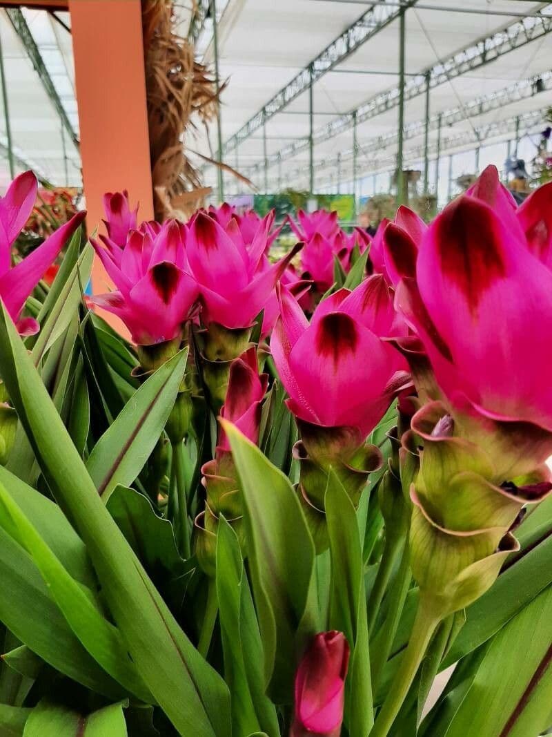 Siam-Tulpe 16
