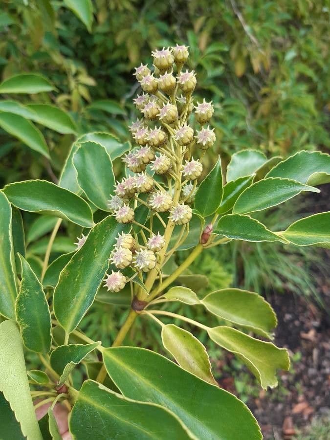 Trochodendron