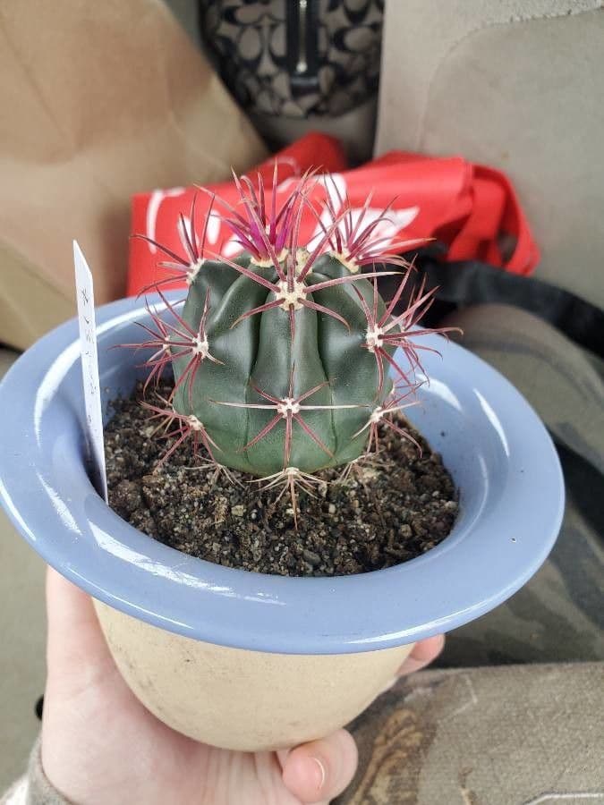 Cactus a botte di Emory 25