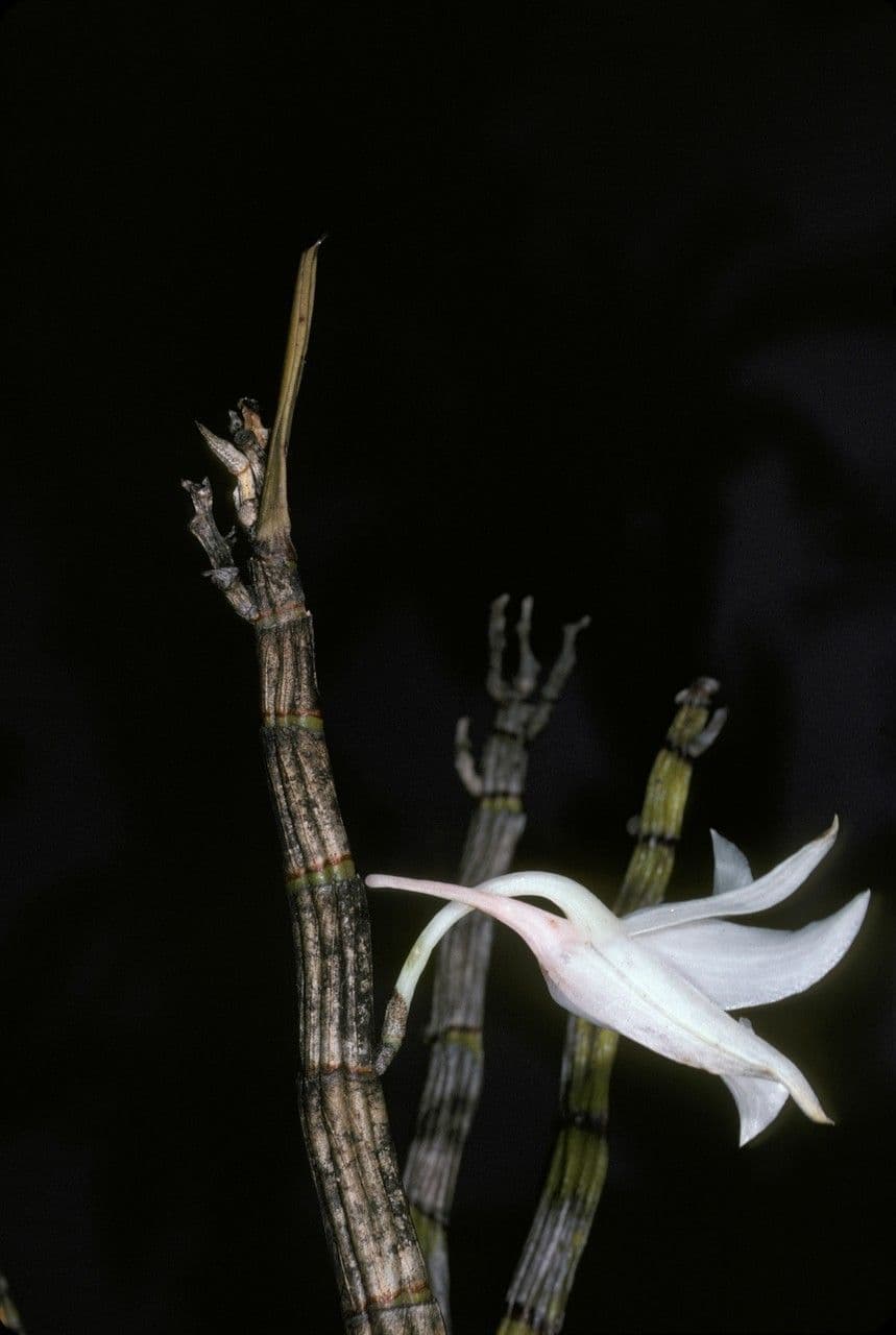 Dendrobium