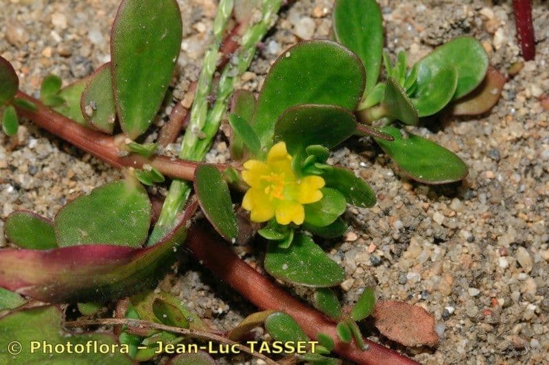 Portulaca 2