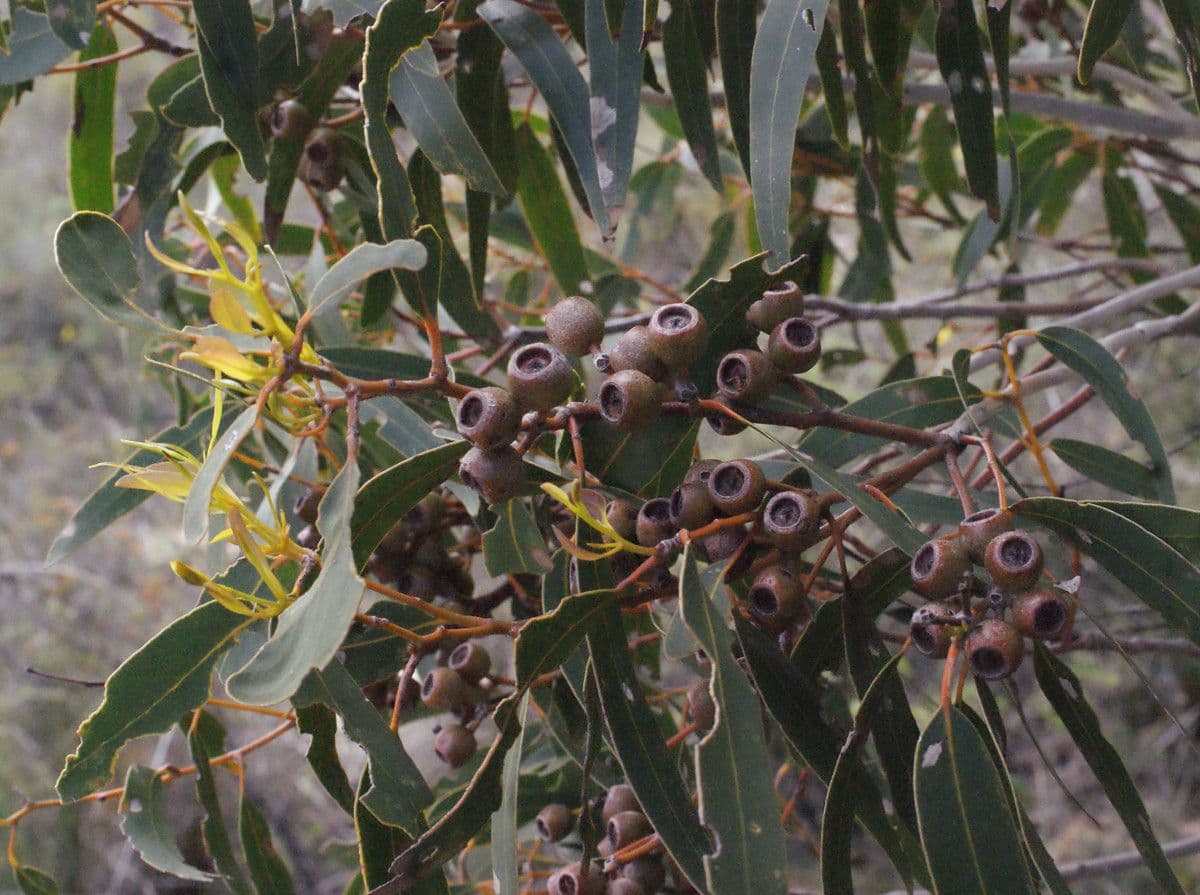 Cork mallee 5