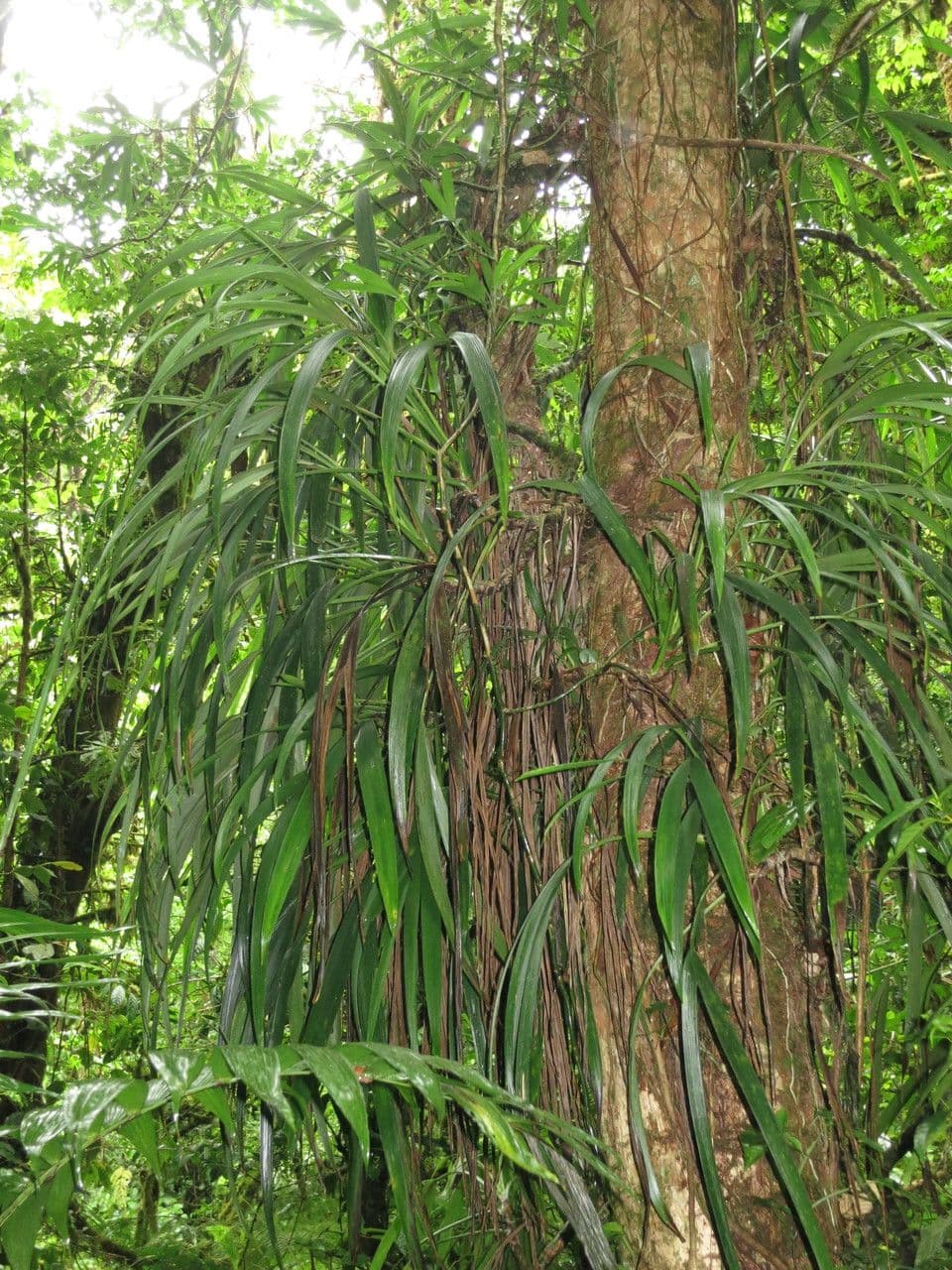 Evodianthus 7
