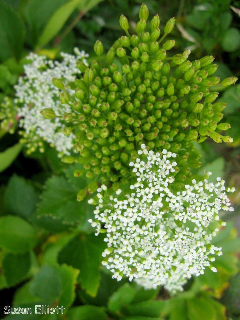 Ligusticum scoticum 10