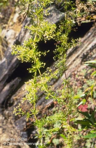Galium mexicanum 2