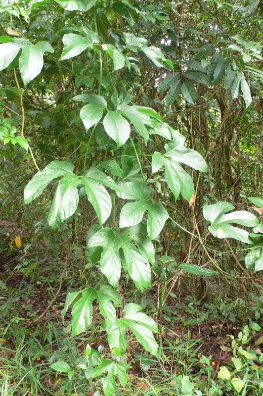 Gurania 6