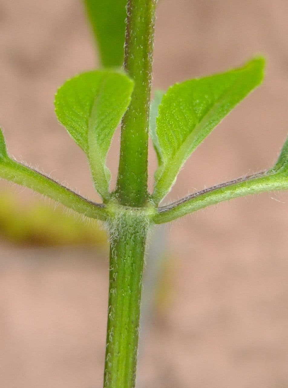 Monarda didyma 23