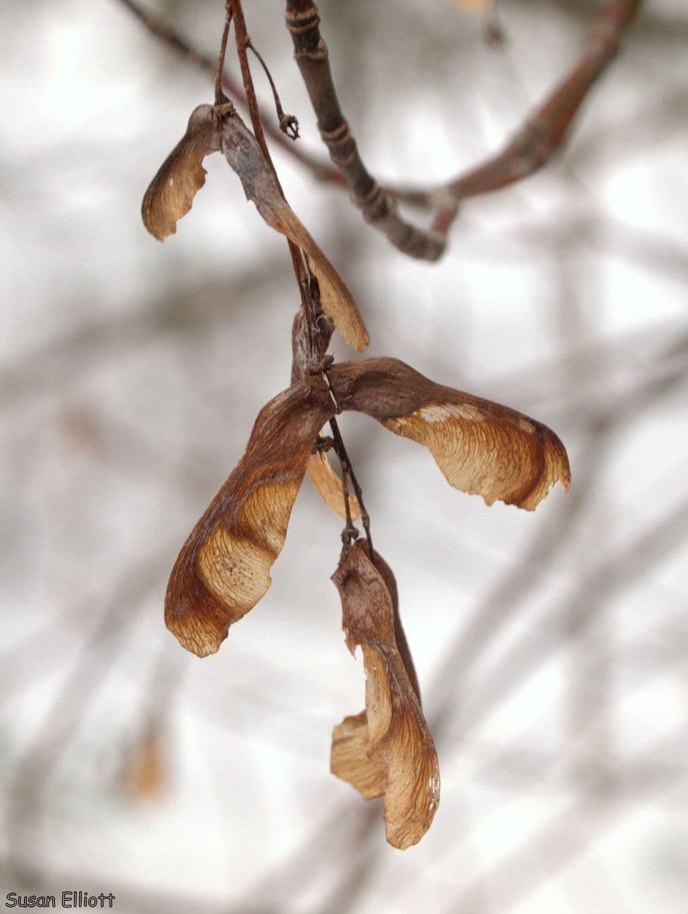 Striped maple 2