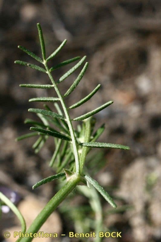 Astragalo austriaco 18