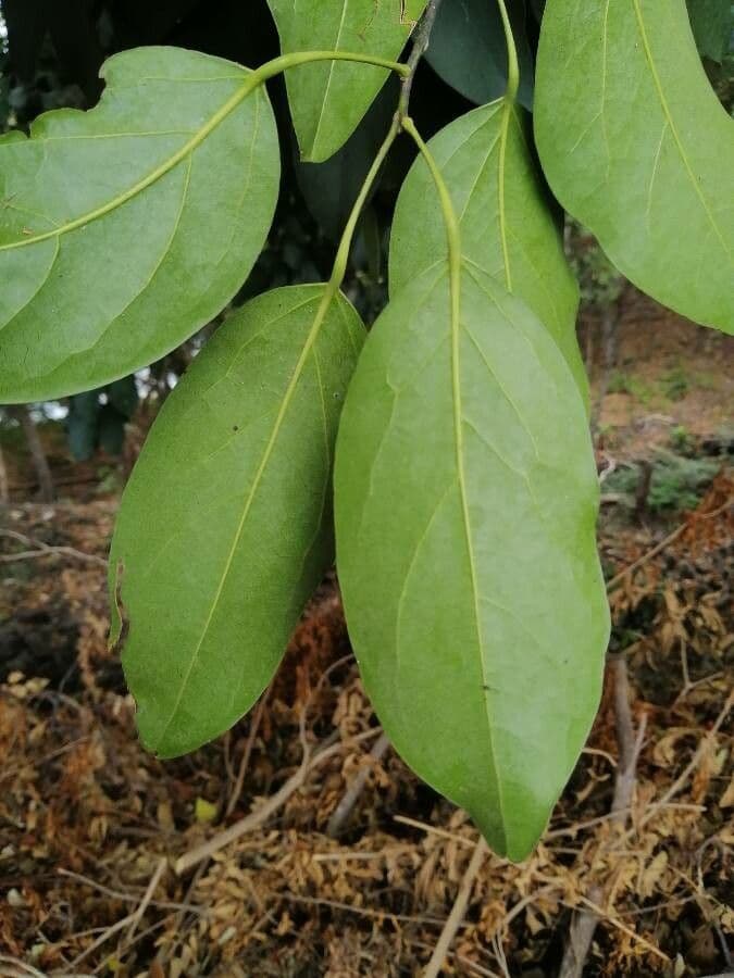 Hyperbaena 4
