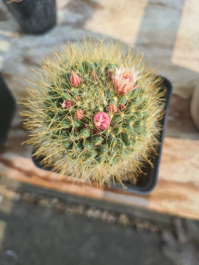 Cactus coussin à fleurs vertes 3