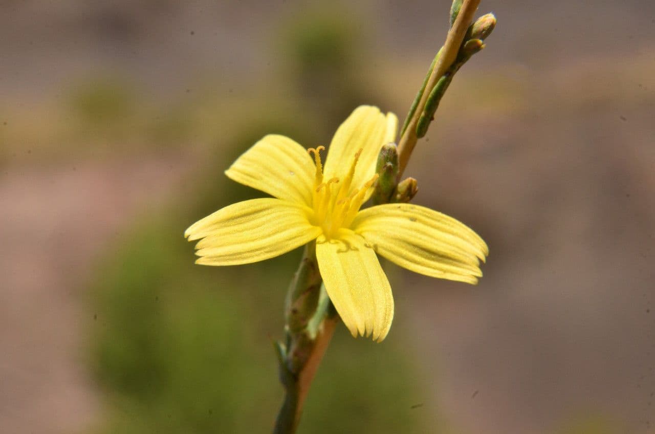 Lattuga viminea 10