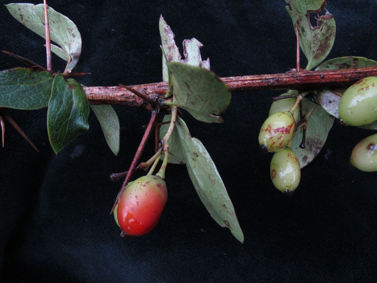 Graue Berberitze 4