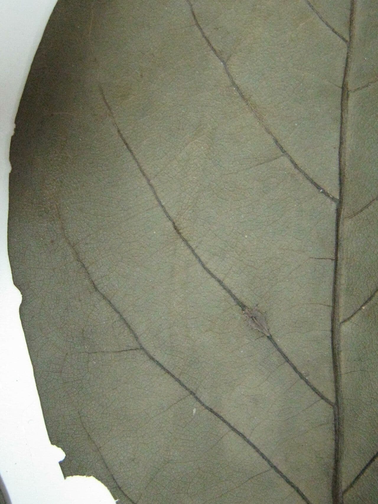 Laurel espada 19