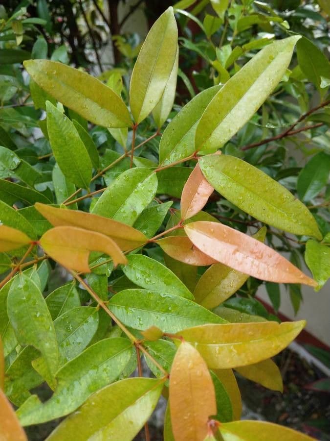 Eugenia romboide 4