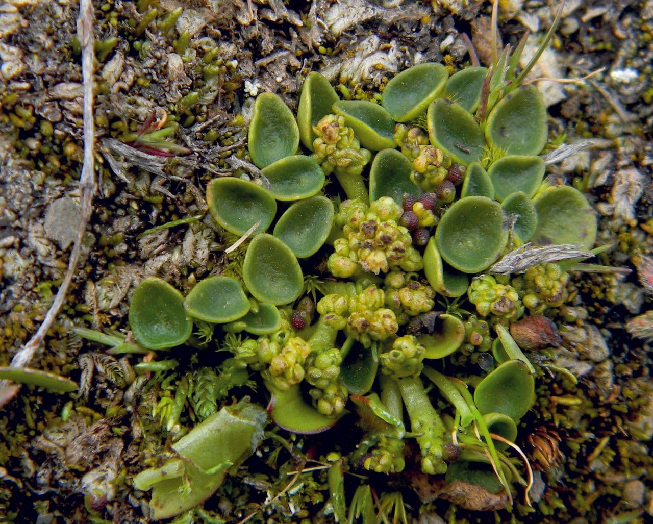 Peperomia