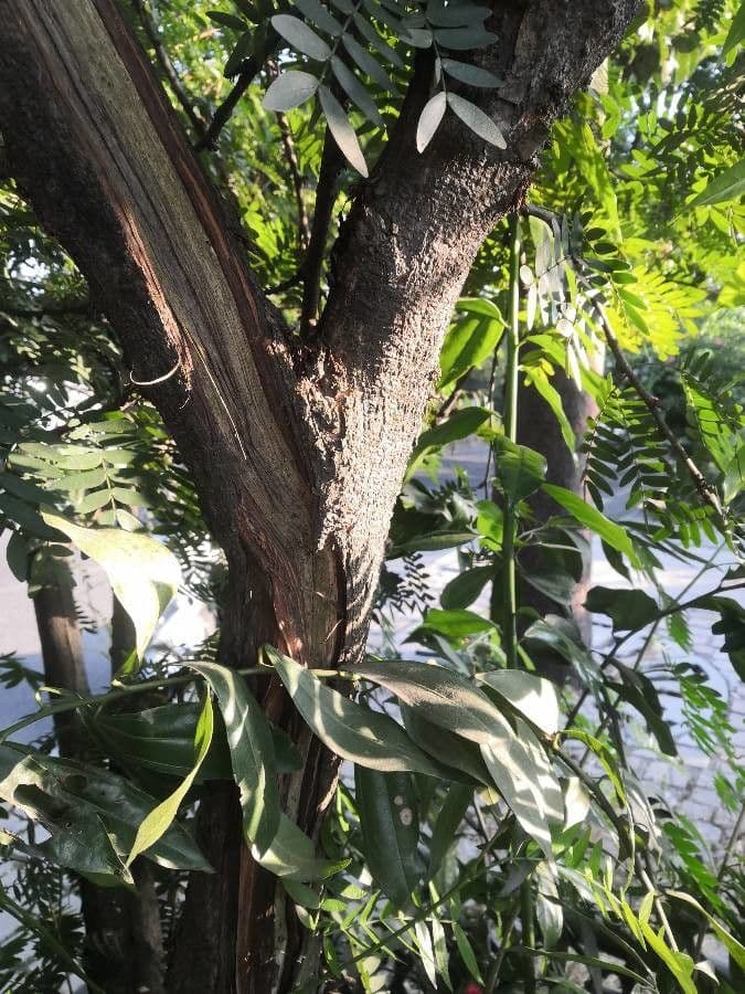 Calliandra del Suriname 25