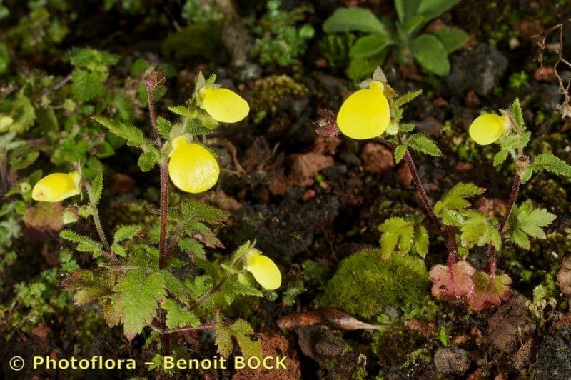 Calceolaria 6