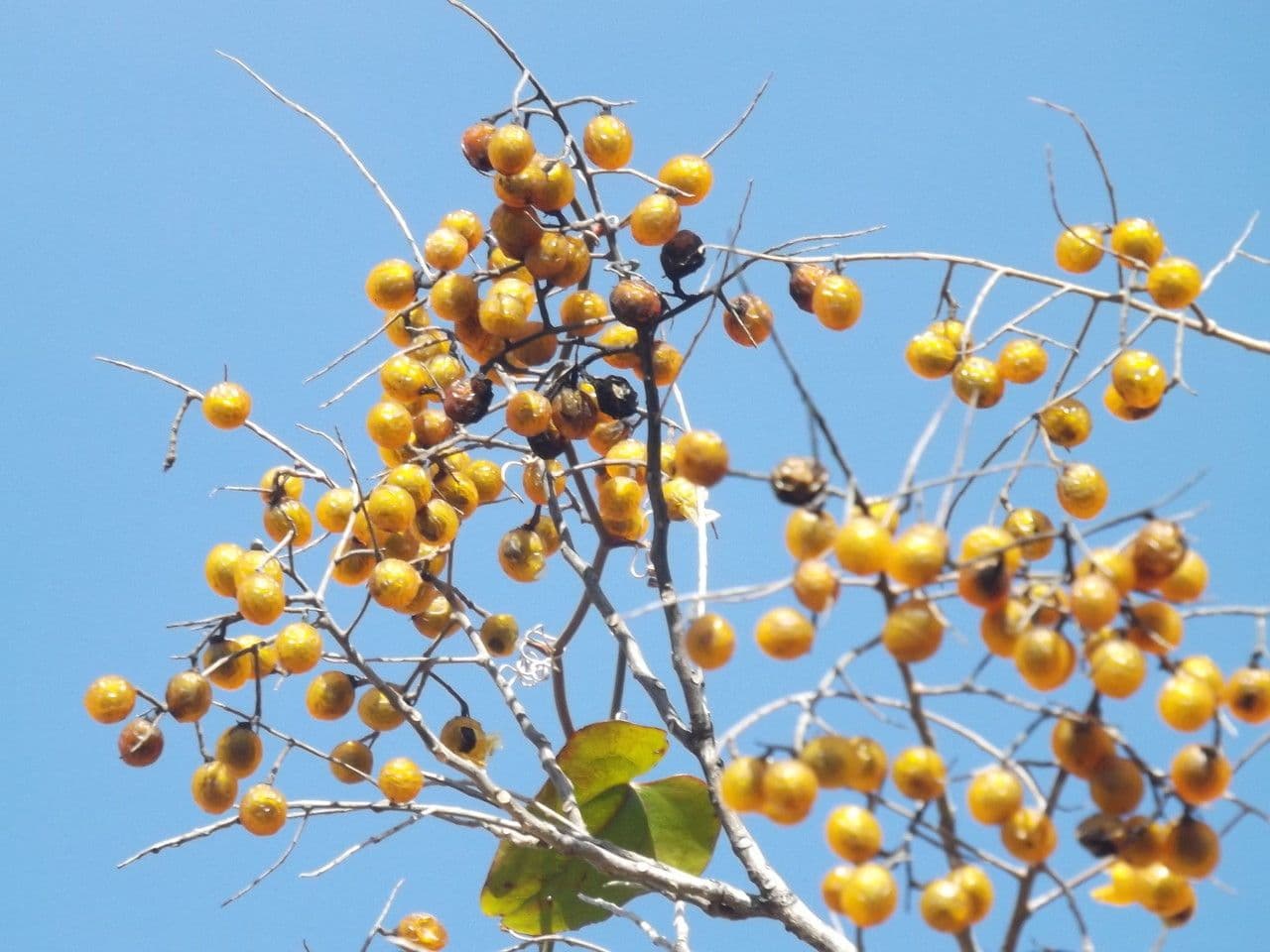 Seifenbaum 28