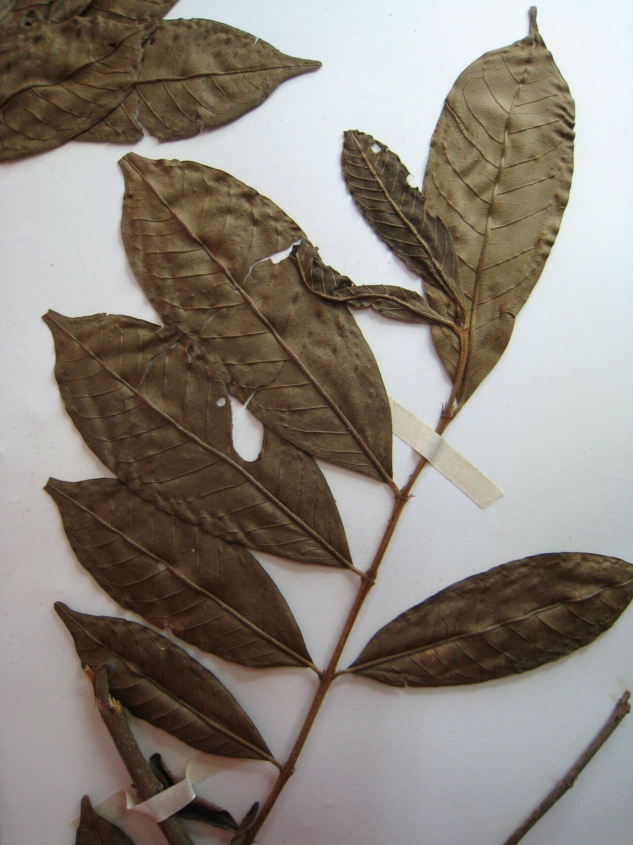 Vochysia 11