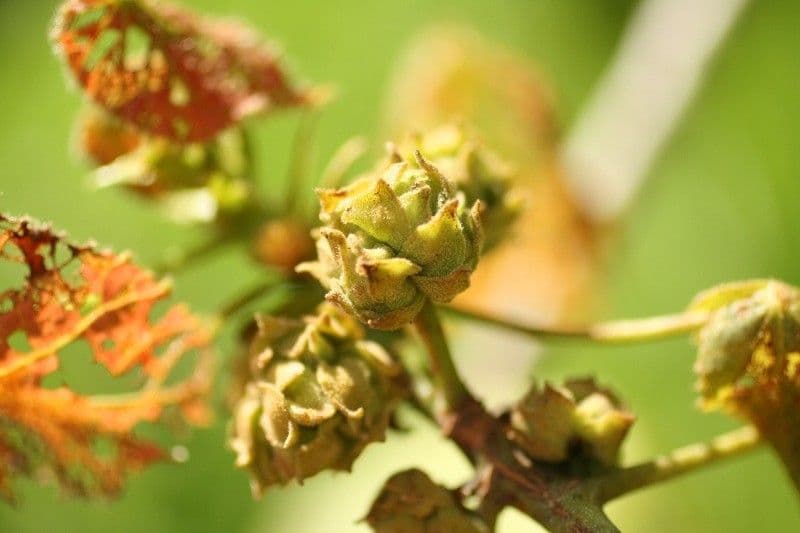 Dombeya 4