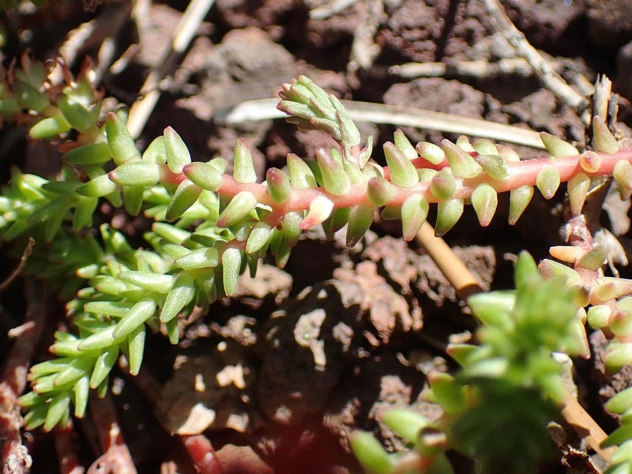 Sedum