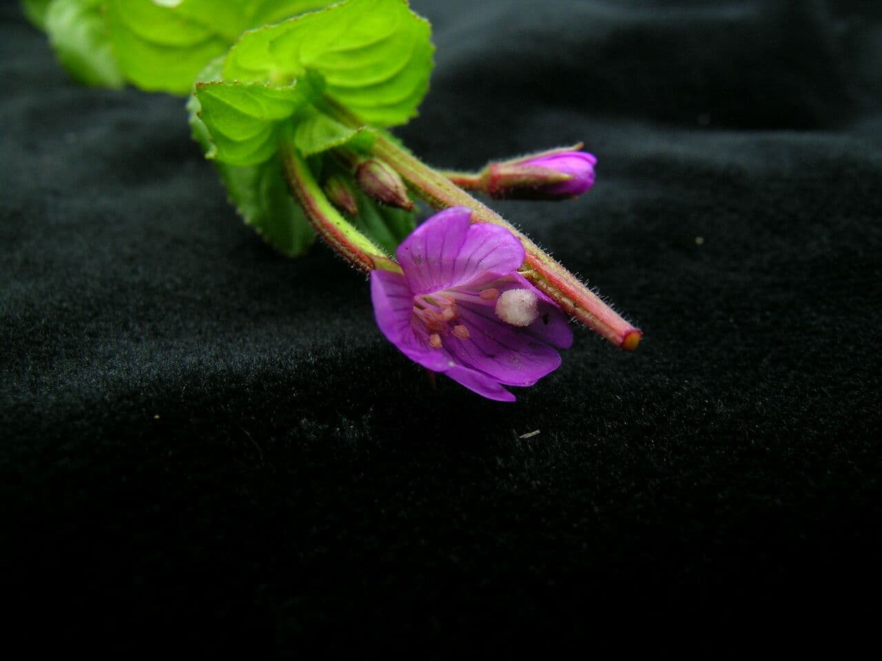 Epilobio d'Amur 2
