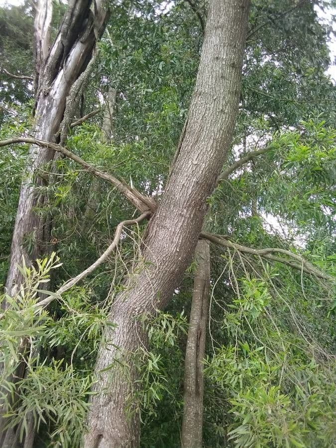 Acacia nera 20