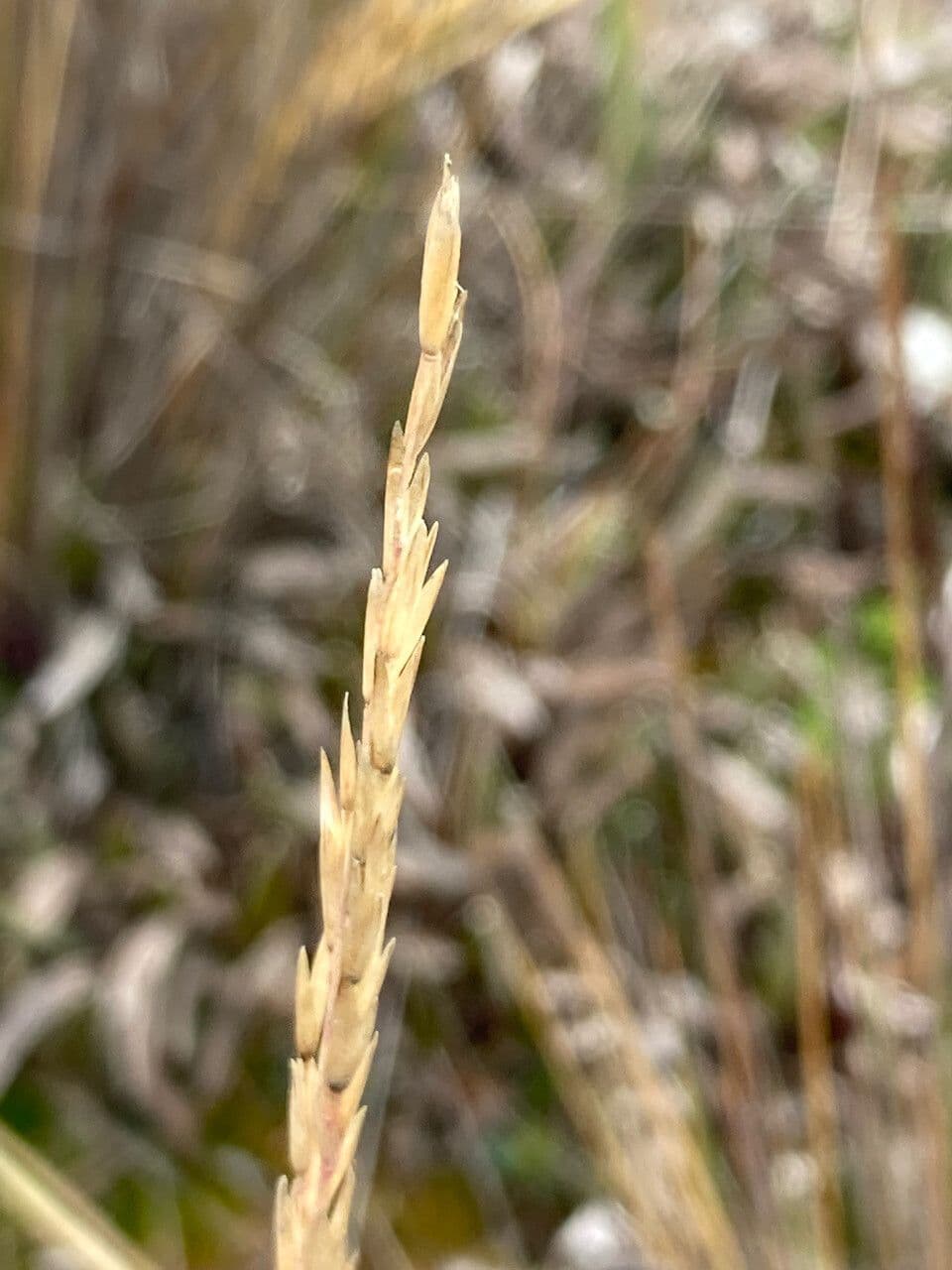 Festuca 3