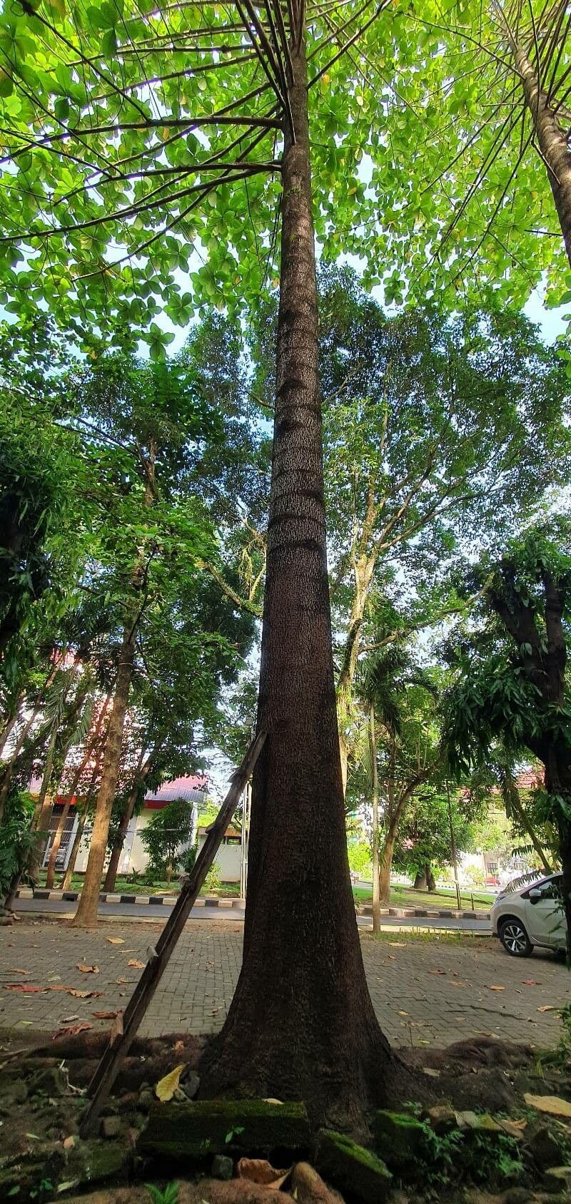 Neolamarckia