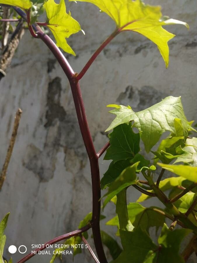 Delairea odorata 21