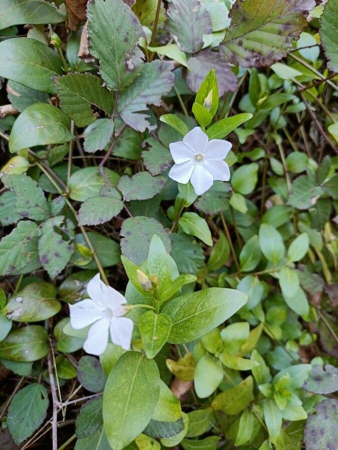 Pervinca difforme 6