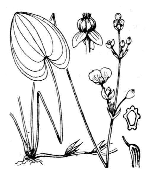 Caldesia parnassifolia 19