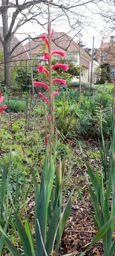 Watsonia 2