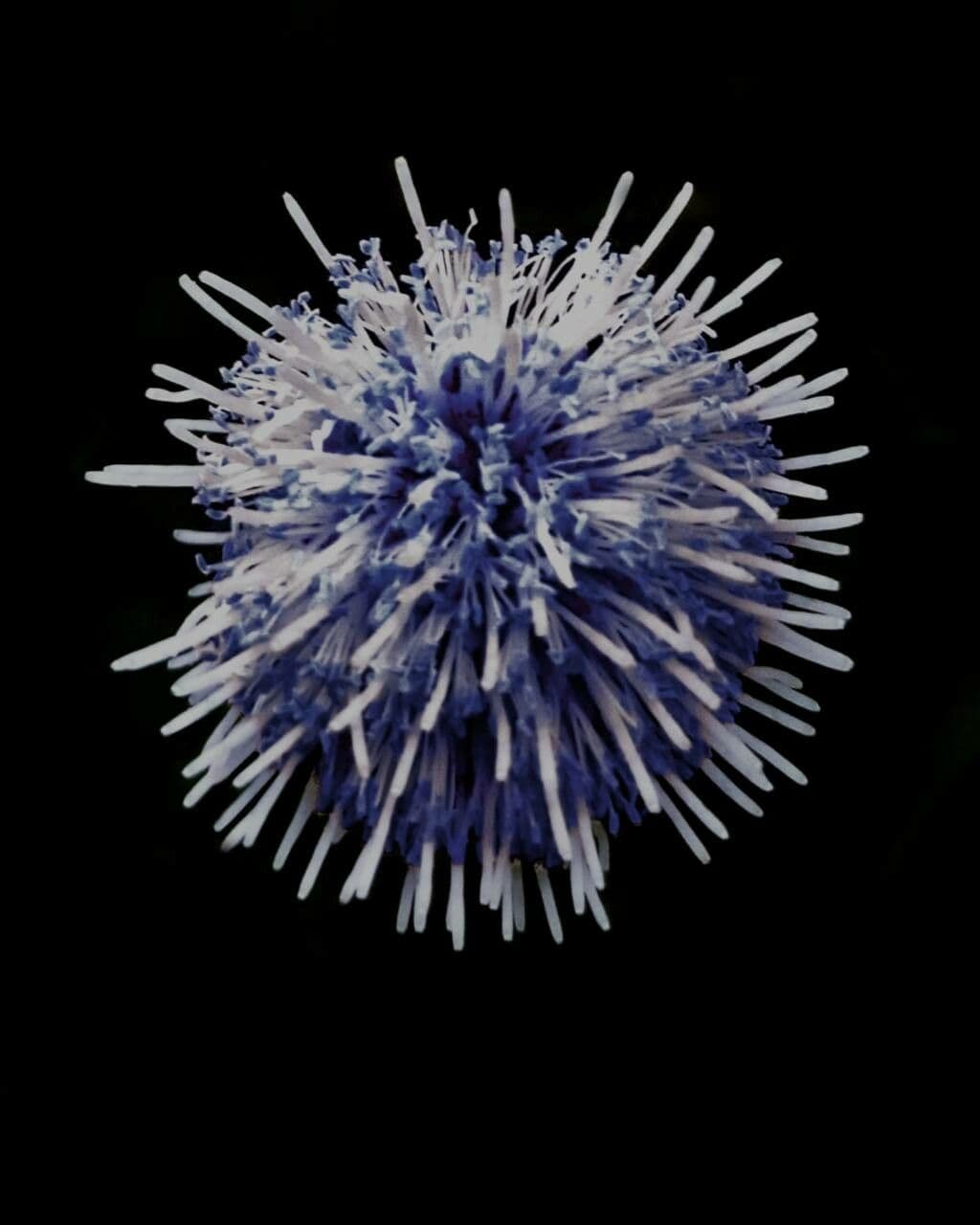 Gewöhnliche Kugelblume 5