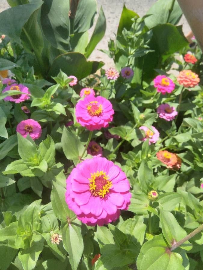 Zinnia di Haage 4