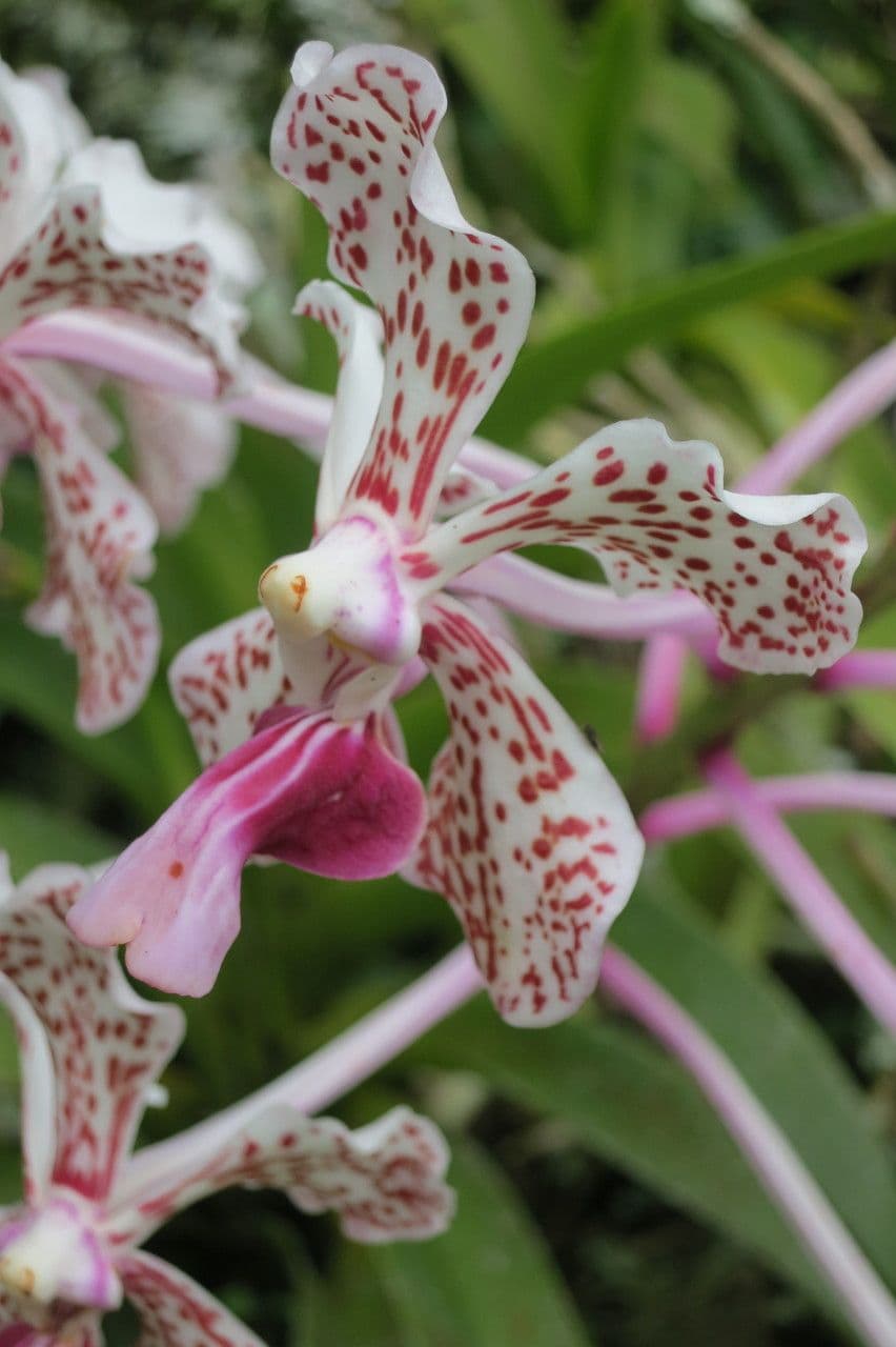 Vanda
