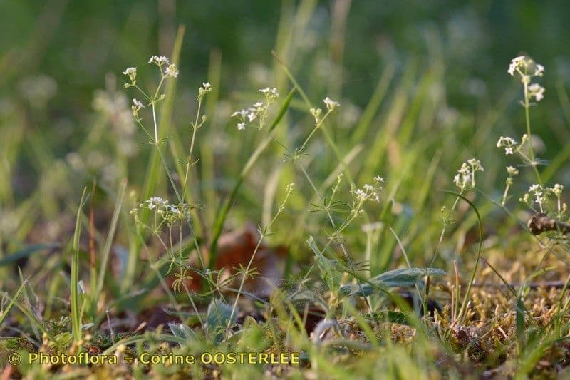 Galium timeroyi 3