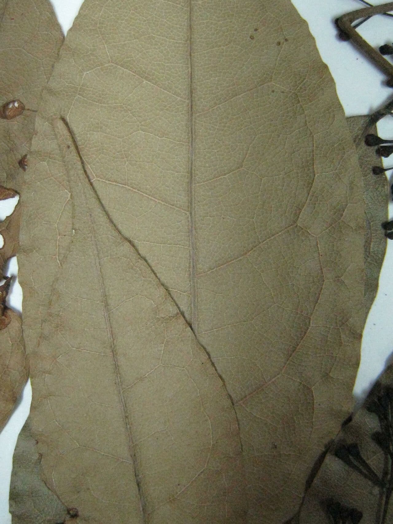 Licaria 8
