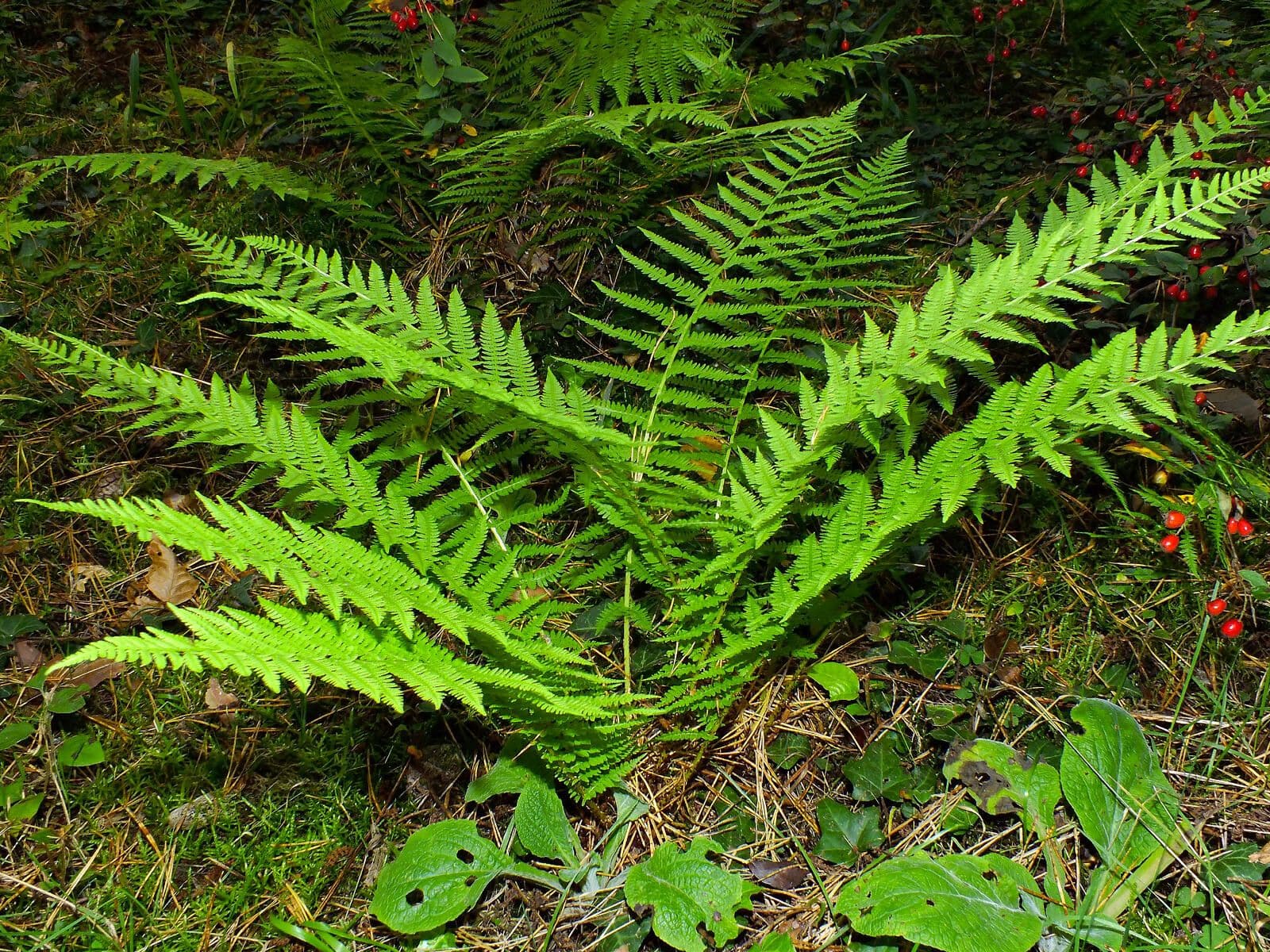 Deparia acrostichoides 6